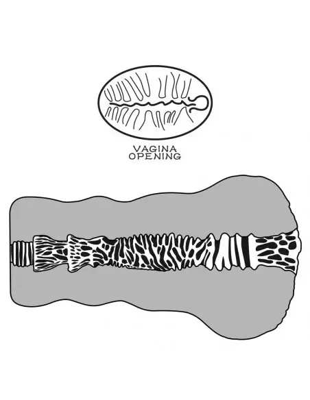 Alien's Pie 2 Maszturbátor Férfi maszturbátorok Lovetoy Alien's Pie 2 Maszturbátor Férfi maszturbátorok Lovetoy